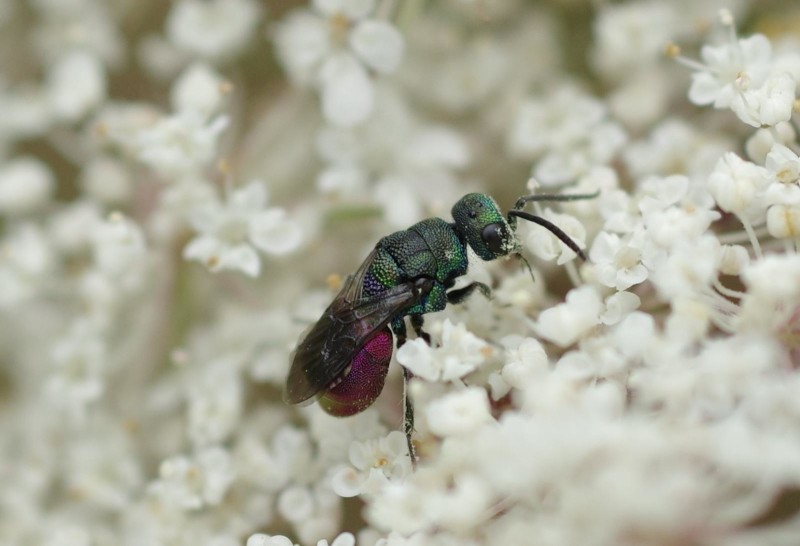 5975a7104e-avespa23xullo3.jpg
