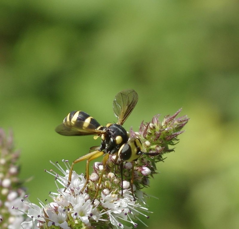 597cd2fbe3-mosca29xul5.jpg
