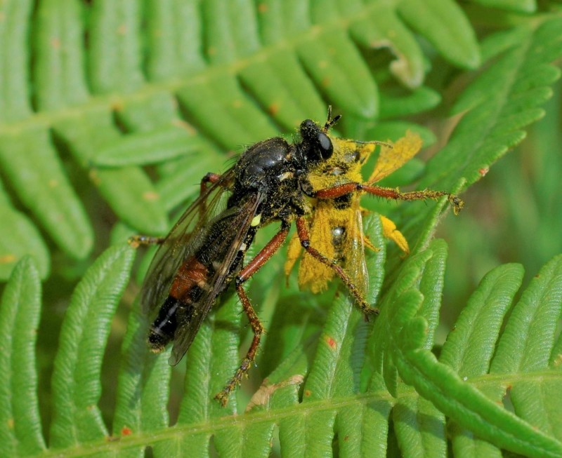 597dbcdc14-mosca30xul.jpg