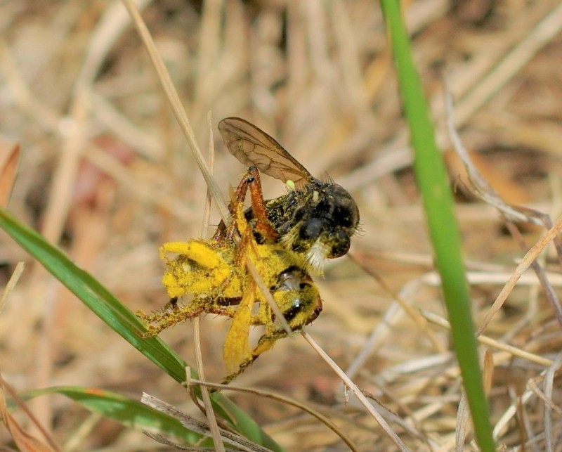 597dbd7092-mosca30xul1.jpg