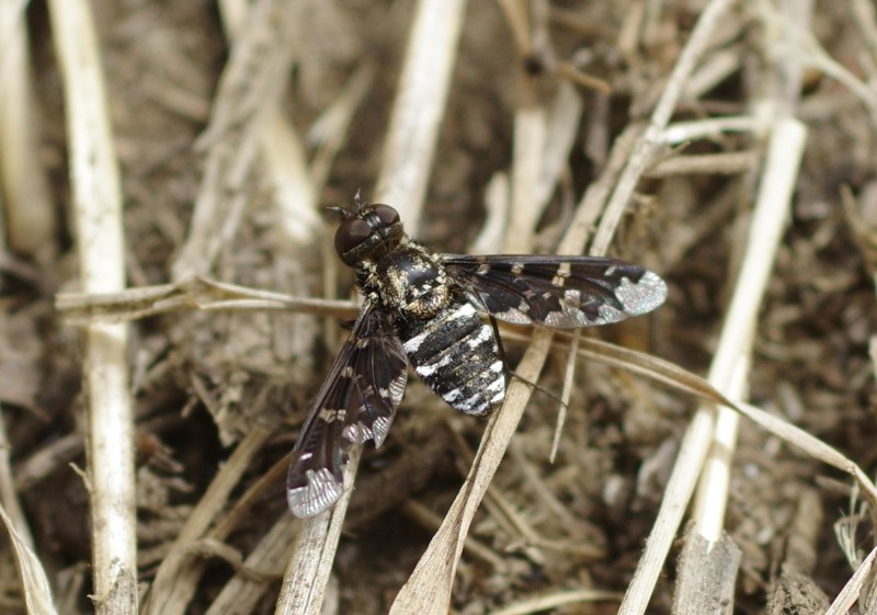 597e3d468e-mosca30xullo.jpg