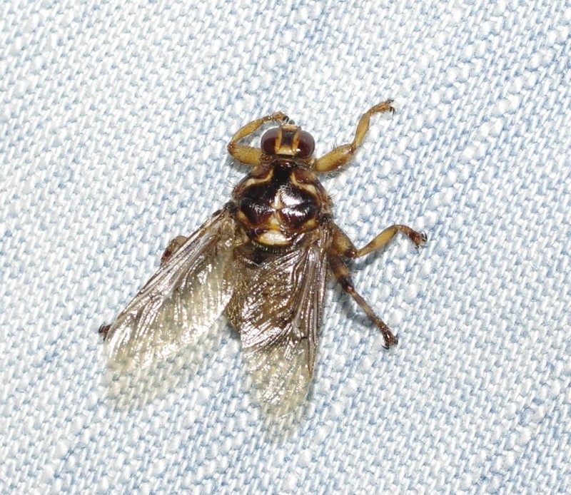 598039c89b-mosca31xul.jpg