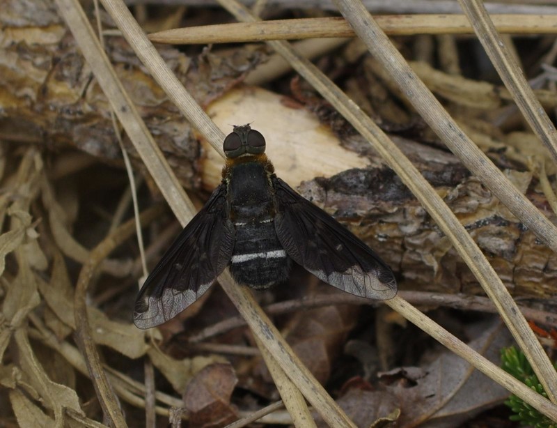 59807444da-mosca01ago.jpg