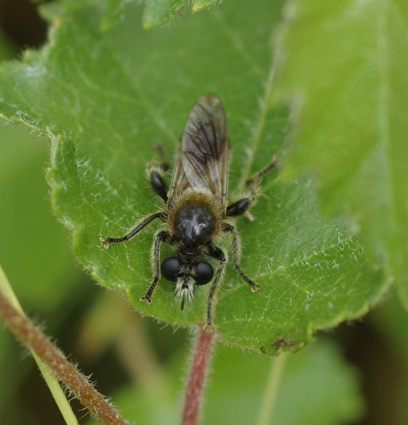 598077d2dc-mosca01ago1.jpg