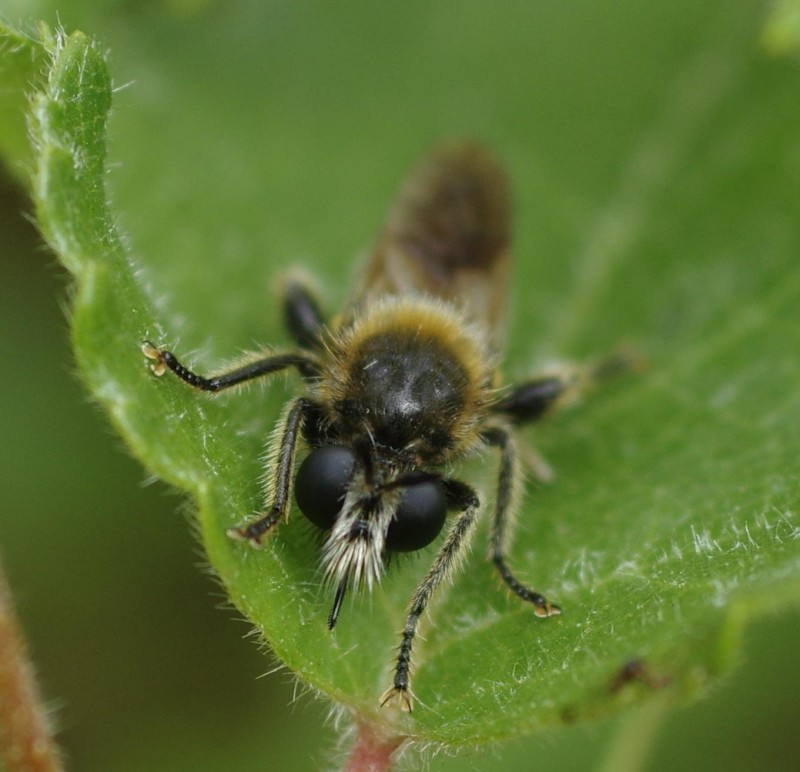 598077d2e7-mosca01ago2.jpg