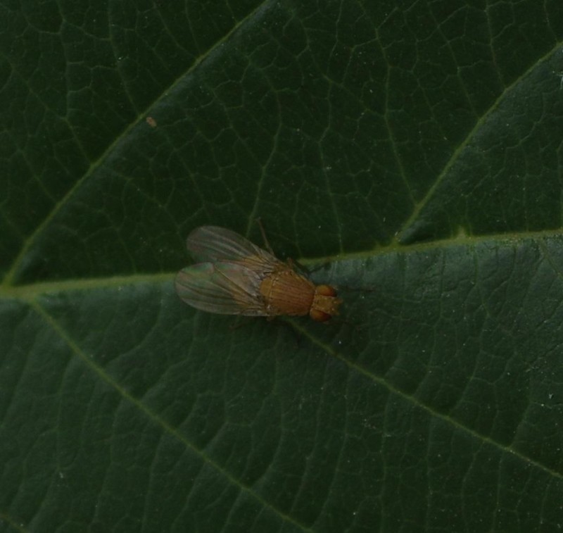 598184327c-mosca01ago3.jpg
