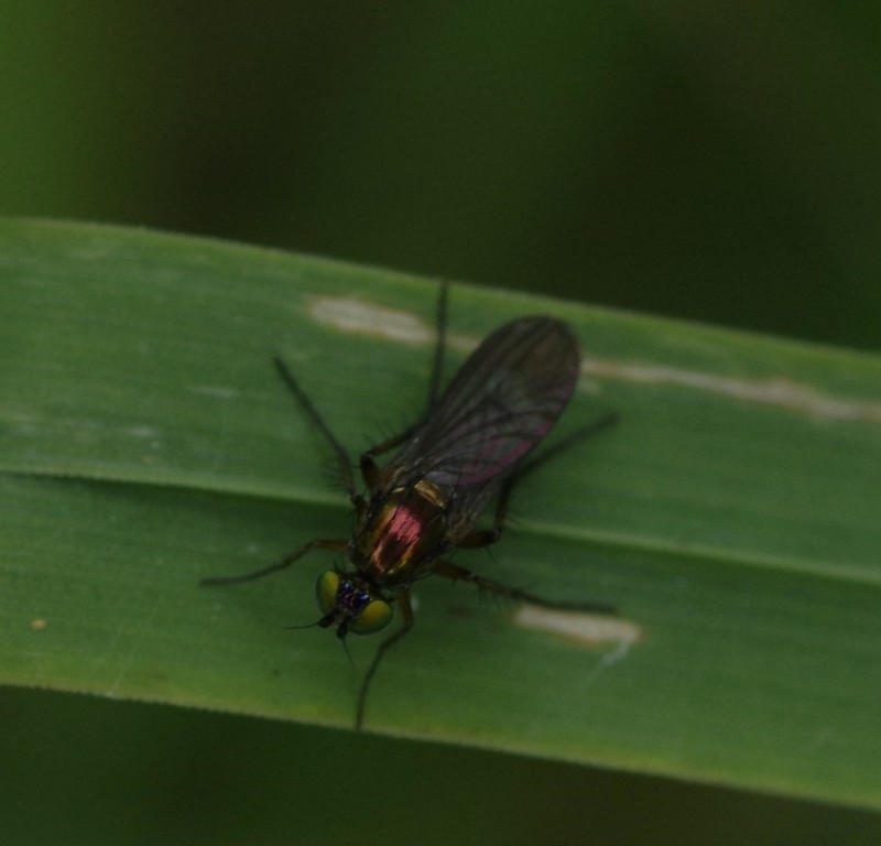 5981f47aee-mosca03xuno.jpg
