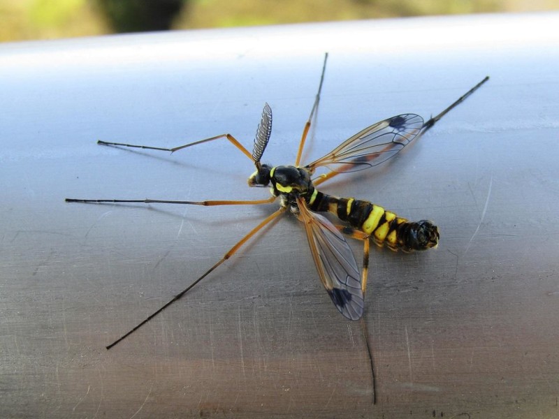 59821cbb12-1.-tipula.jpg
