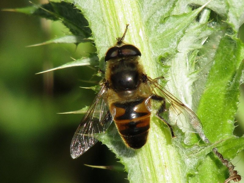 598222c64c-18.-mosca-abeja.jpg