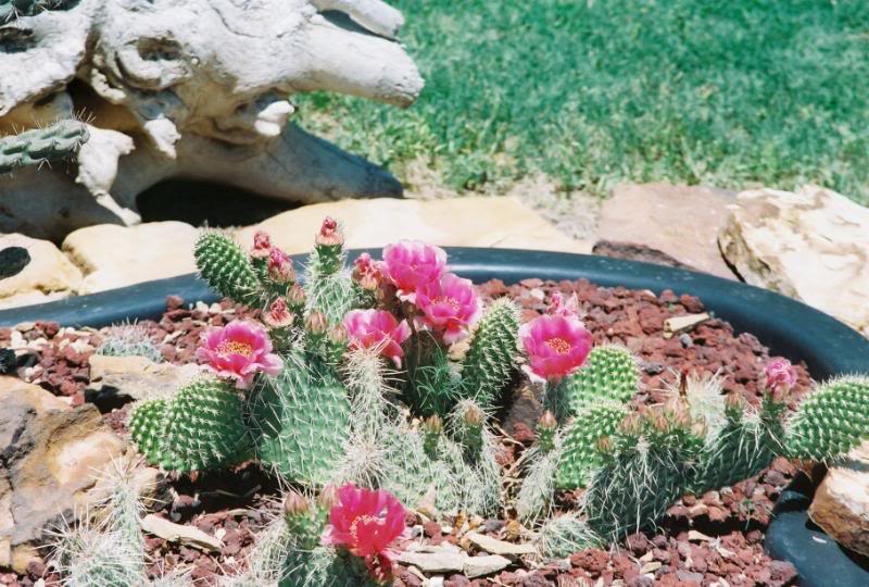 Mi patio trasero jardín de cactus