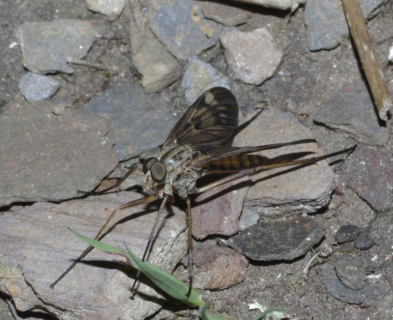 5983a0f67a-mosca13xun.jpg