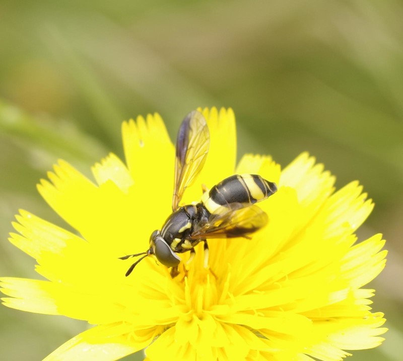 5983a2edd7-mosca18xun.jpg
