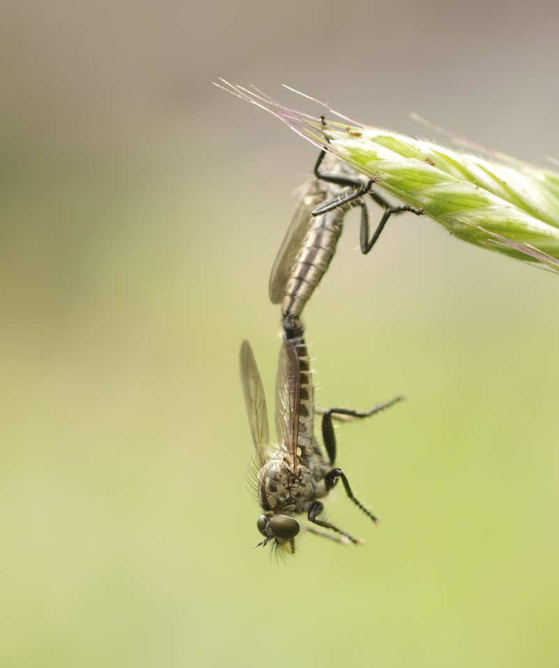 5983a7f16e-mosca18xun2.jpg