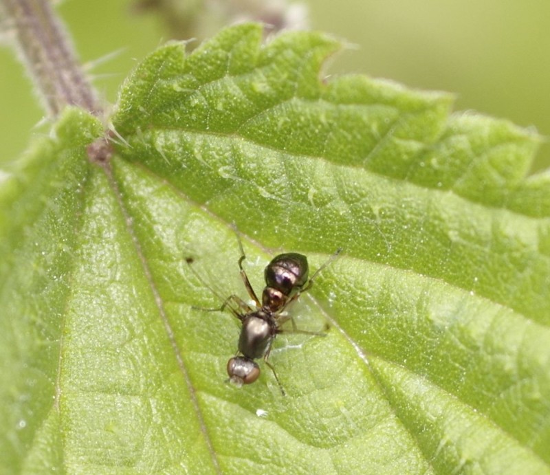 5983a98bcd-mosca18xun3.jpg