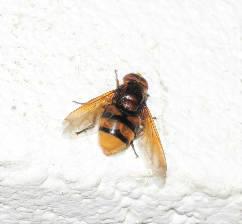 598459f03b-mosca10xul-2-.jpg