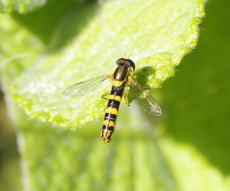 5984ec20d9-mosca01xun.jpg