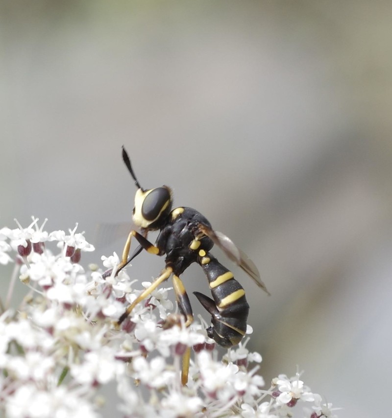5985810c79-mosca24ago.jpg