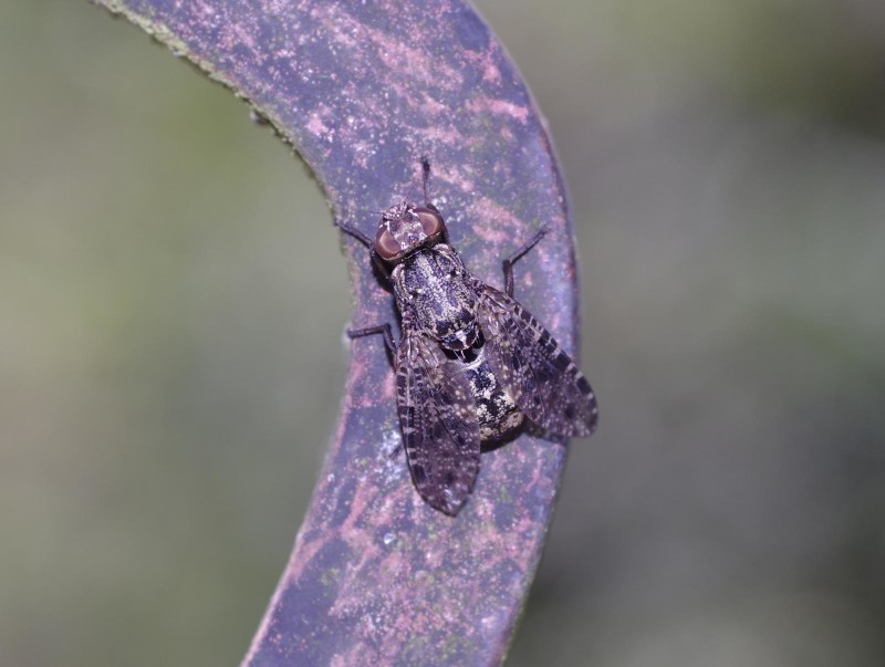 59858a3d93-mosca30xul4.jpg