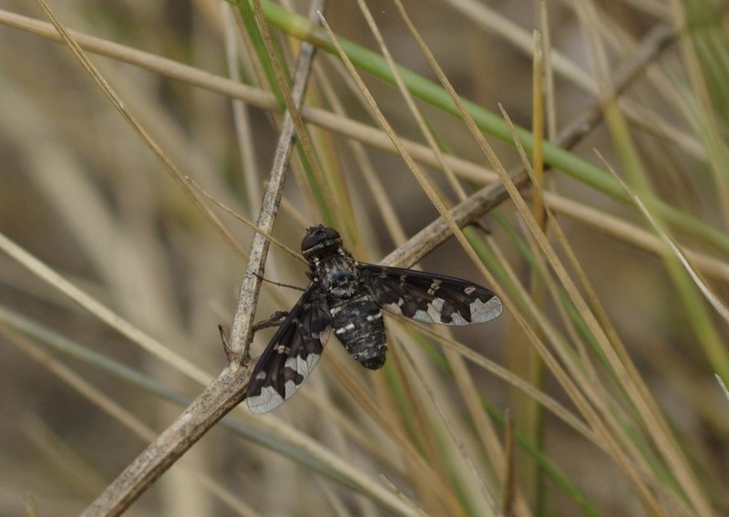 5985c9c2bb-mosca05ago.jpg