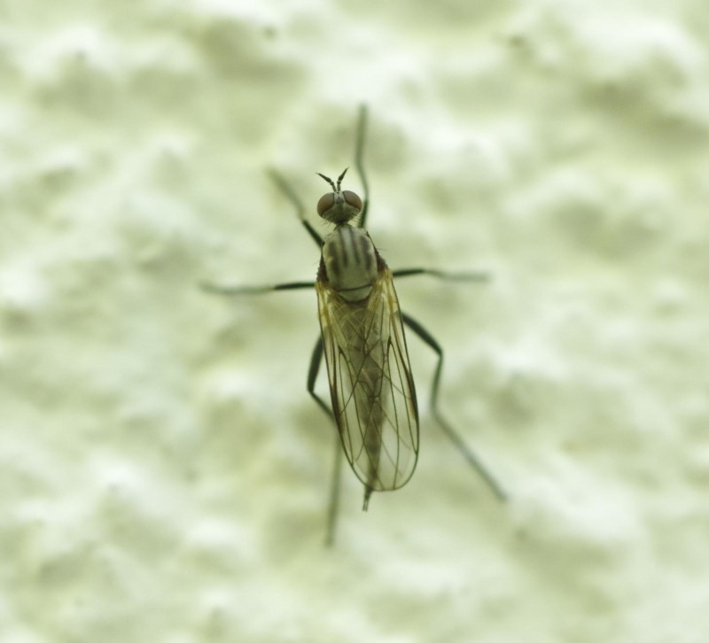 5986e361bb-mosca20maio.jpg