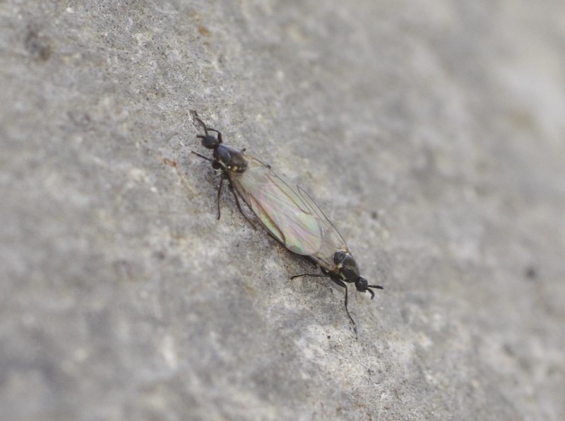 5987634e2c-mosca11marzo.jpg