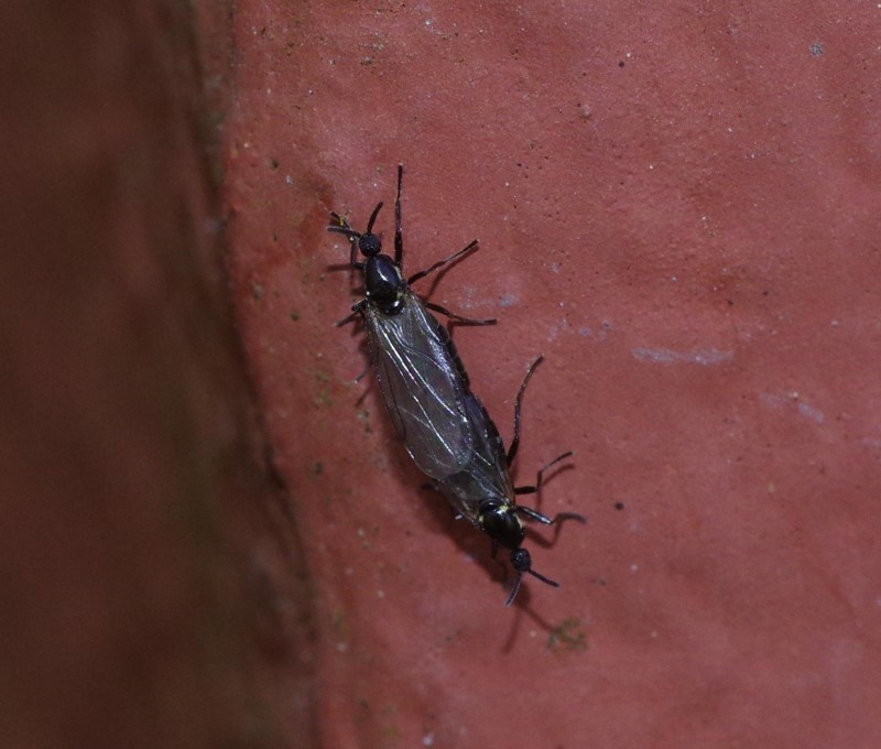 598765f28a-mosca14marzo.jpg