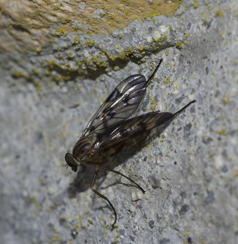 5987783ab4-mosca07maio.jpg