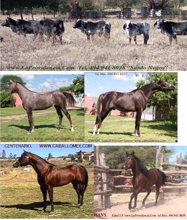 598_Vacas-caballos-.jpg