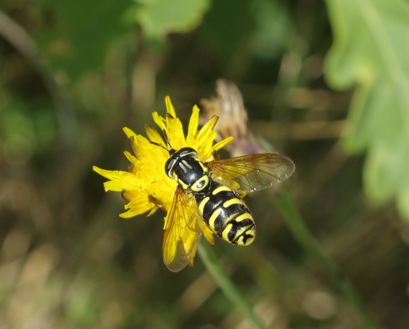 598a2667ed-mosca08agos.jpg