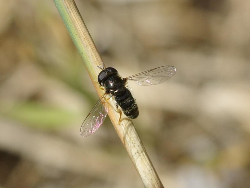 598a27cc1d-mosca08agos1.jpg