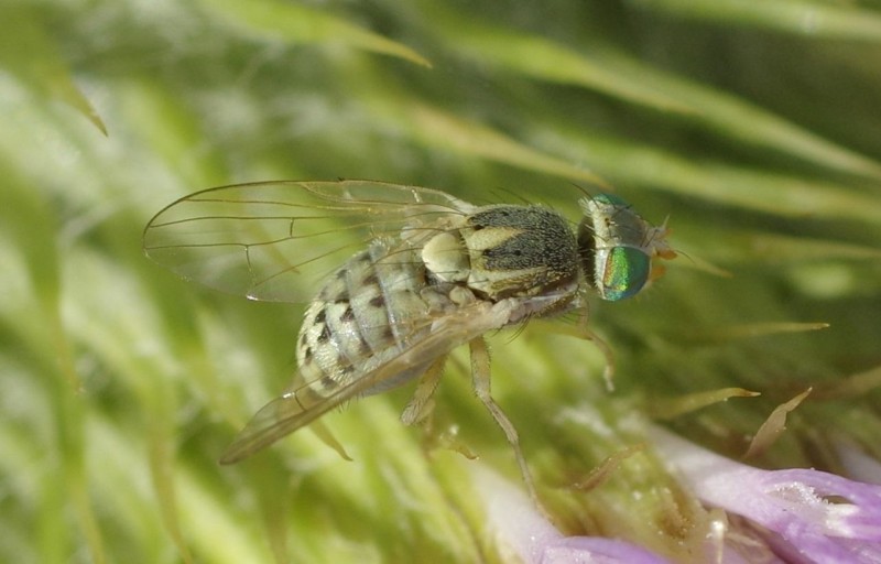 598eb1c256-mosca11ago1.jpg