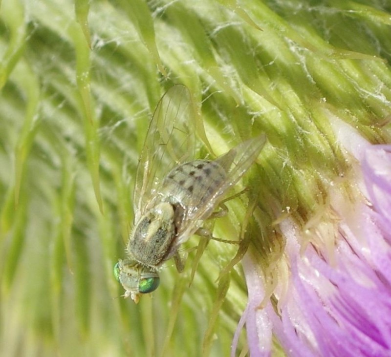 598eb1c25d-mosca11ago.jpg