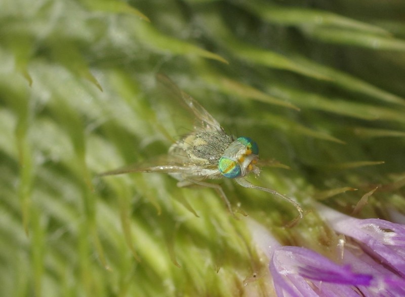 598eb1c266-mosca11ago2.jpg