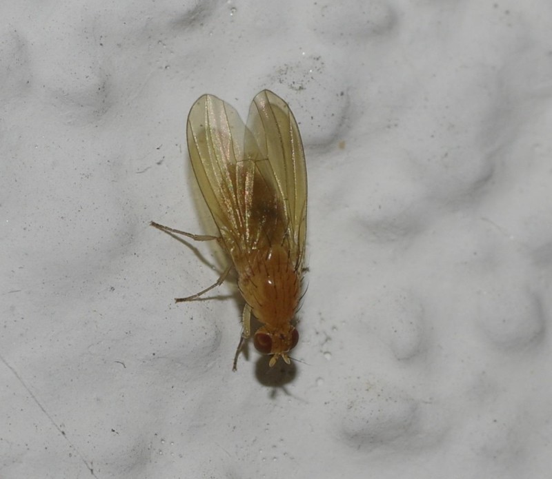 598eb384a8-mosca11ago3.jpg