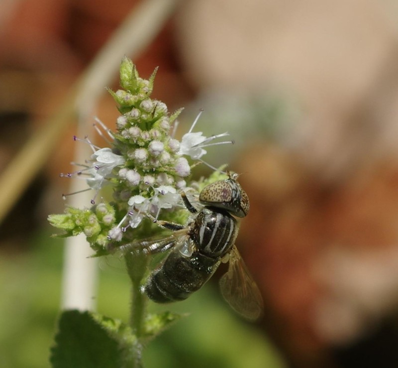 598f0b8337-mosca12ago.jpg