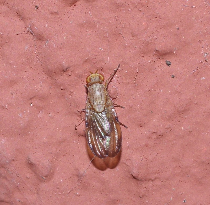 598f4b5c6e-mosca12ago1.jpg