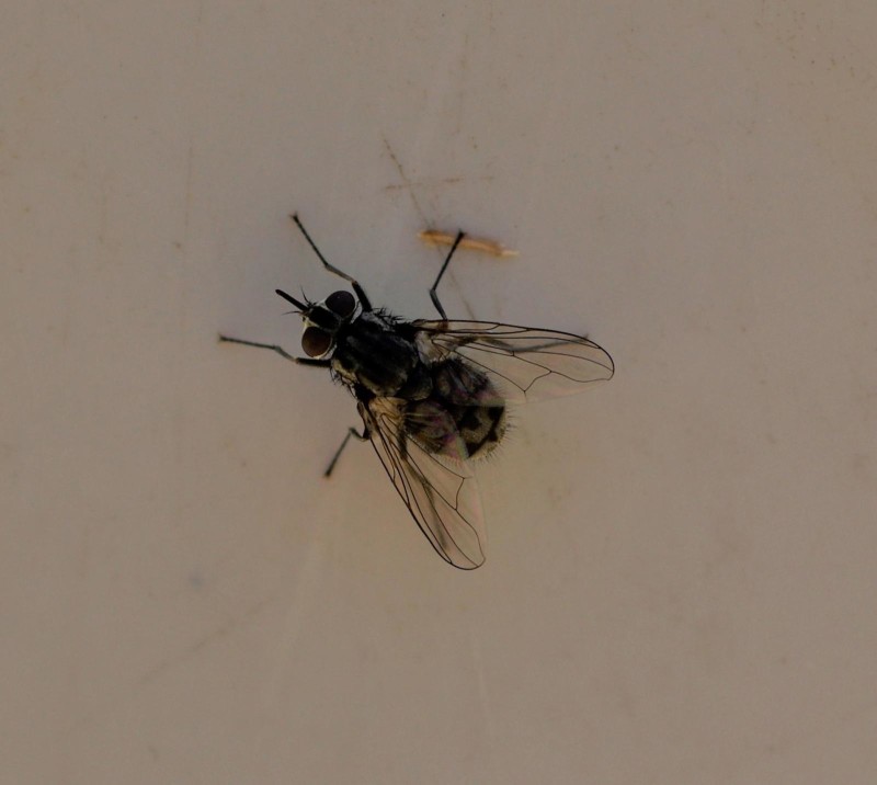 598f4c9a7c-mosca12ago2.jpg