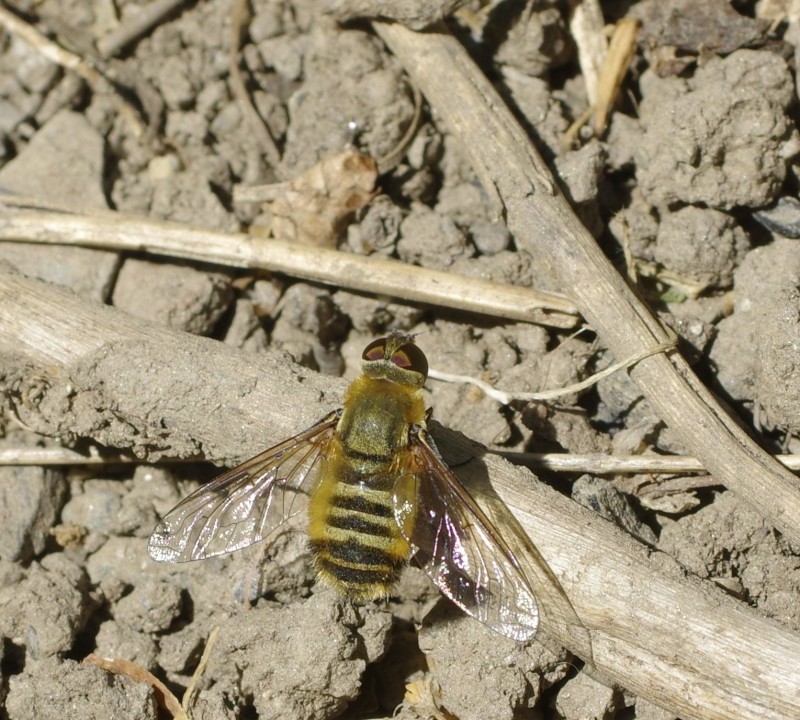 598f5426f1-mosca10ago.jpg