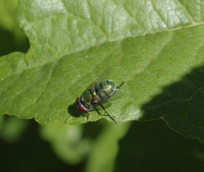 598f55b0ee-mosca10ago1.jpg
