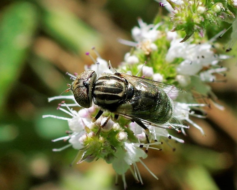 59904d512c-mosca13ago1.jpg