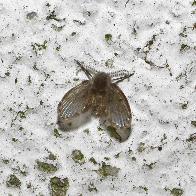 5990c6072e-mosca10set.jpg