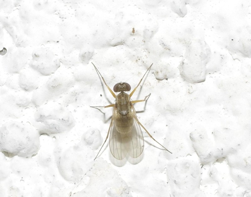 5990c8cc7f-mosca16set1.jpg