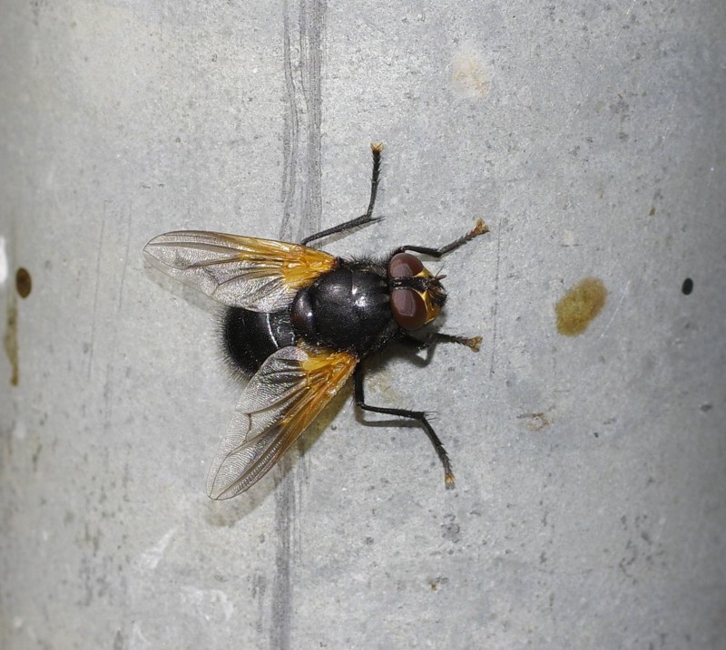 5990ca7022-mosca17set1.jpg