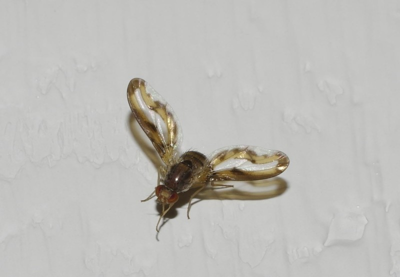 5990cf00d4-mosca19set.jpg