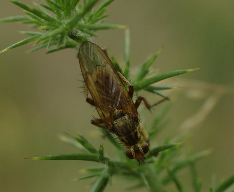 5991cd7035-mosca14ago.jpg