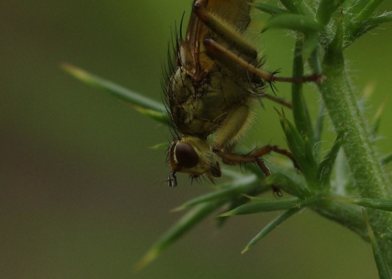 5991cd7080-mosca14ago1.jpg