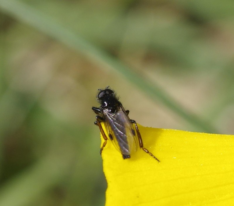 5992b2bcc3-mosca09marzo.jpg