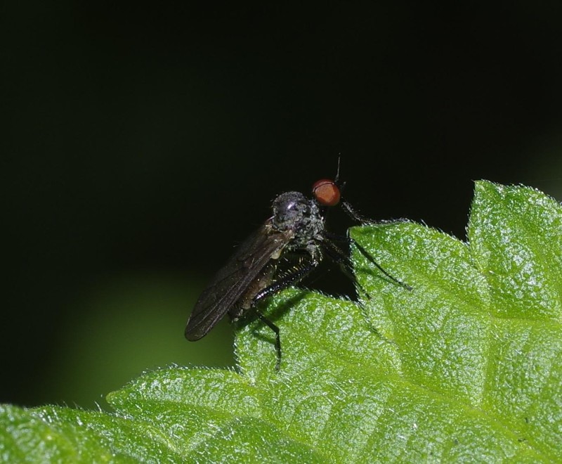 5992b895aa-mosca05out.jpg