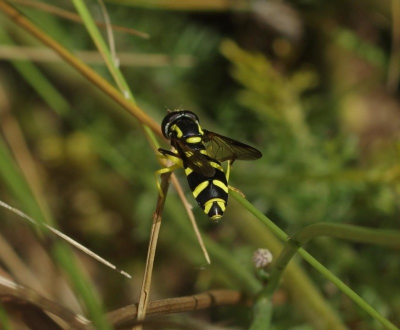 5992da55e3-mosca15ago.jpg