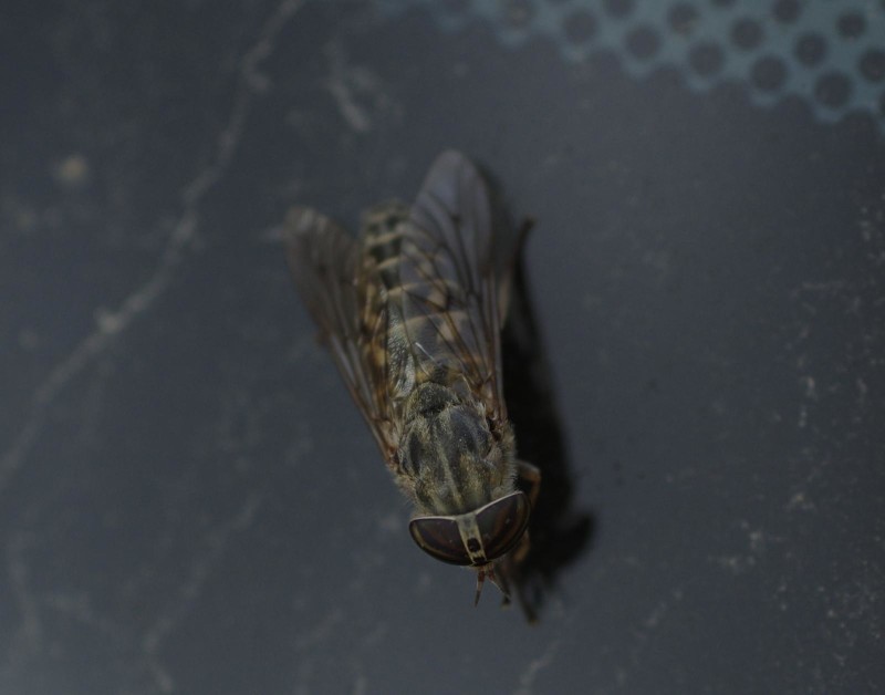599344780a-mosca15ago2.jpg